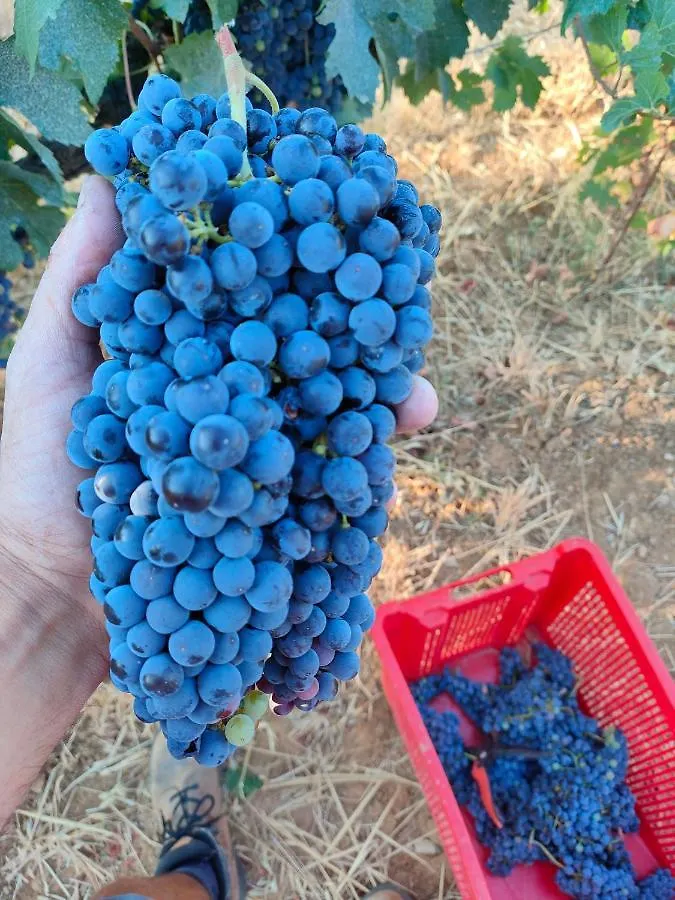 Agriturismo Colle Vento 0*, Suvereto