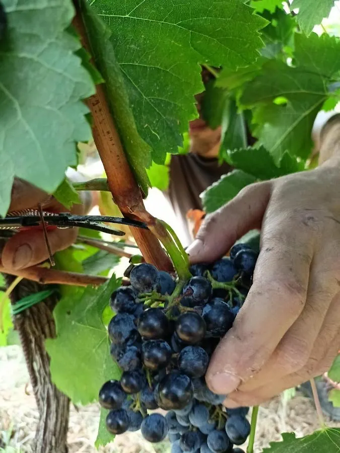 Agriturismo Colle Vento Farm stay Suvereto